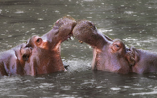 Eles parecem desajeitados, mas s&atilde;o verdadeiras m&aacute;quinas de matar. Os hipop&oacute;tamos tiram a vida de 150 pessoas por ano. S&atilde;o os animais que mais matam humanos no continente africano. Normalmente os ataques ocorrem quando a fera tenta defender seu territ&oacute;rio.