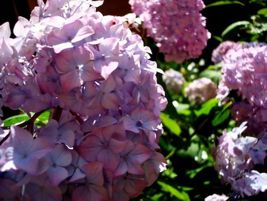 HORTÊNSIAS <BR> HORTÊNSIAS <BR>