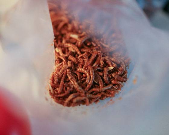J&aacute; imaginou estas larvas gigantes no seu prato? Saiba que elas s&atilde;o essenciais para o futuro da alimenta&ccedil;&atilde;o. Em algumas d&eacute;cadas, carne ser&aacute; uma iguaria de luxo. Segundo a ONU, o peda&ccedil;o de terra destinado &agrave; cria&ccedil;&atilde;o de animais precisar&aacute; crescer em 70% para alimentar a popula&ccedil;&atilde;o do planeta em 2050, de nove bilh&otilde;es de pessoas.