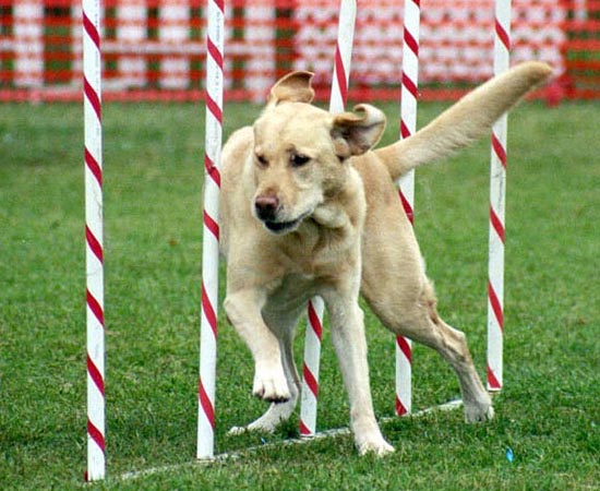 7º lugar - LABRADOR RETRIEVER - É paciente e carinhoso. Gosta de trabalhar e fazer exercícios.