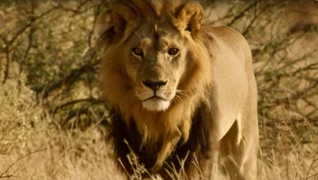 Esse leão, na verdade, é uma leoa