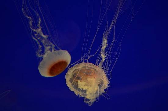 O tubar&atilde;o leva toda a fama, mas no oceano existem muitos outros seres de botar medo. Um exemplo &eacute; a medusa, que causa o mesmo tanto de mortes por ano que os tubar&otilde;es. Cada c&eacute;lula de toxina desse animal est&aacute; equipada com uma carga de veneno capaz de matar 50 pessoas. Mais uma coisa para te preocupar na pr&oacute;xima viagem &agrave; praia.