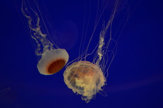 O tubar&atilde;o leva toda a fama, mas no oceano existem muitos outros seres de botar medo. Um exemplo &eacute; a medusa, que causa o mesmo tanto de mortes por ano que os tubar&otilde;es. Cada c&eacute;lula de toxina desse animal est&aacute; equipada com uma carga de veneno capaz de matar 50 pessoas. Mais uma coisa para te preocupar na pr&oacute;xima viagem &agrave; praia.