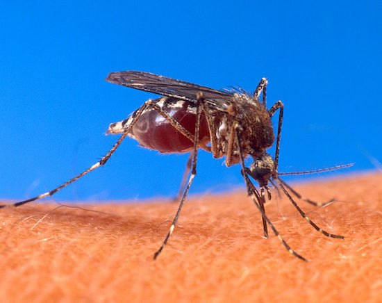 Sim, o animal mais perigoso do mundo &eacute; o mosquito. Por transmitir diversos tipos de doen&ccedil;a e propagar epidemias, os mosquitos matam mais de dois milh&otilde;es de pessoas por ano. Elefant&iacute;ase, mal&aacute;ria, dengue e o v&iacute;rus do Nilo Ocidental s&atilde;o apenas alguns dos males que esses bichinhos irritantes causam.