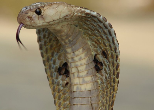 Existem mais de 450 espécies de cobras venenosas no mundo. Elas são responsáveis pela morte de mais de 100 mil pessoas todos os anos. As serpentes mais perigosas vivem na Ásia, na África e na América do Norte. A espécie que mais mata é a víbora-do-tapete, que faz a vítima sangrar até a morte. Já a mais venenosa é a Taipan, que vive na Austrália, mas seu temperamento recluso faz com que ela não ataque muitas pessoas.