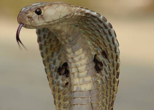 Existem mais de 450 esp&eacute;cies de cobras venenosas no mundo. Elas s&atilde;o respons&aacute;veis pela morte de mais de 100 mil pessoas todos os anos. As serpentes mais perigosas vivem na &Aacute;sia, na &Aacute;frica e na Am&eacute;rica do Norte. A esp&eacute;cie que mais mata &eacute; a v&iacute;bora-do-tapete, que faz a v&iacute;tima sangrar at&eacute; a morte. J&aacute; a mais venenosa &eacute; a Taipan, que vive na Austr&aacute;lia, mas seu temperamento recluso faz com que ela n&atilde;o ataque muitas pessoas.