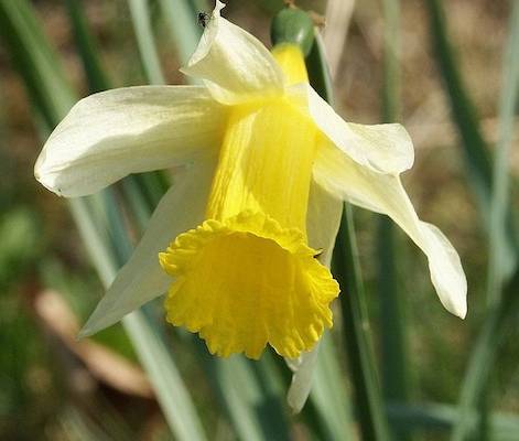 NARCISOS <BR>