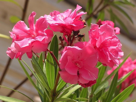 OLEANDRO <BR> OLEANDRO <BR>