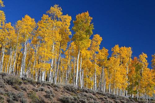 Essa &aacute;rvore &eacute; comum nas partes mais frias dos Estados Unidos. Mais do que a beleza das folhas, o que espanta mesmo est&aacute; debaixo da terra. &Eacute; que no estado norte-americano de Utah, incont&aacute;veis dessas &aacute;rvores dividem as mesmas ra&iacute;zes, sendo portanto o mesmo organismo. E o mais pesado do planeta, com cerca de 6 mil toneladas.