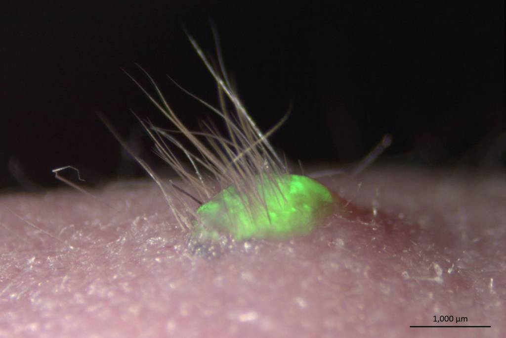 Pele que brilha no escuro é inventada por cientistas japoneses