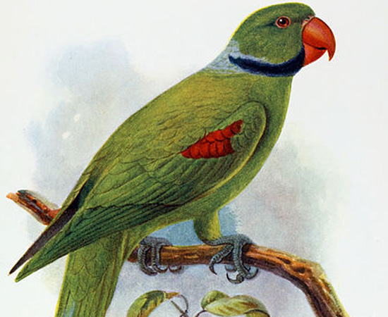 Periquito-das-Seychelles (Psittacula wardi) - extinto por volta de 1900.