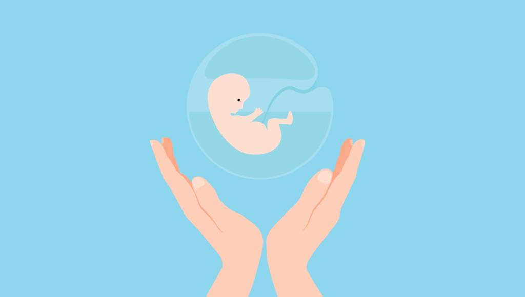 Cientistas finalmente descobrem o que a placenta faz