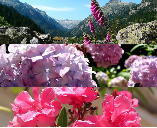 Elas parecem bonitas e inofensivas, mas carregam venenos poderosos. Conheça agora tipos de 11 plantas perigosas. Elas parecem bonitas e inofensivas, mas carregam venenos poderosos. Conheça agora tipos de 11 plantas perigosas.