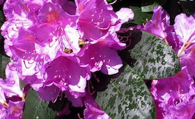 10 plantas que parecem inofensivas, mas são venenosas