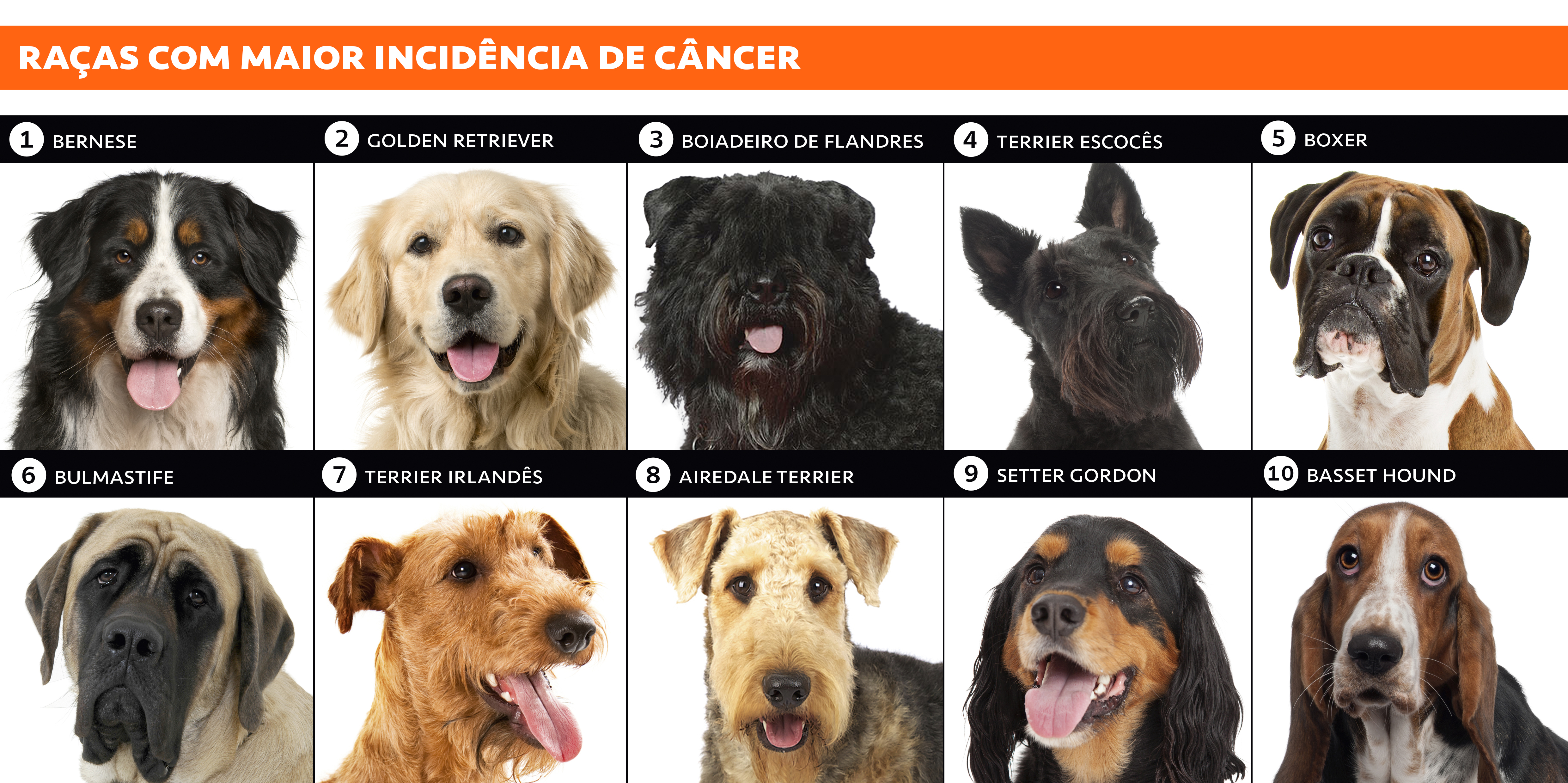 Ra&ccedil;as com maior incid&ecirc;ncia de c&acirc;ncer