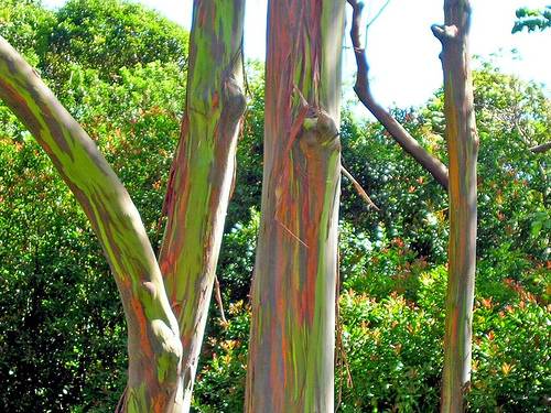 O Eucalipto Arco-&Iacute;ris definitivamente merece esse nome. &Eacute; que o tronco da &aacute;rvore tem diversas cores. Essas &aacute;rvores podem atingir quase 80 metros de altura.