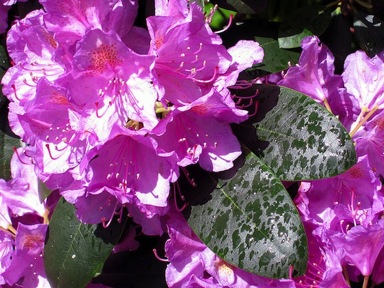 RODODENDRO <BR> RODODENDRO <BR>