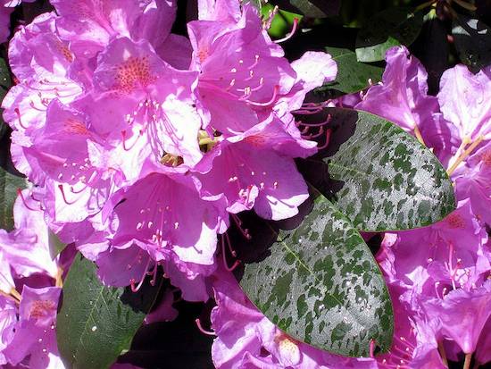 RODODENDRO <BR>