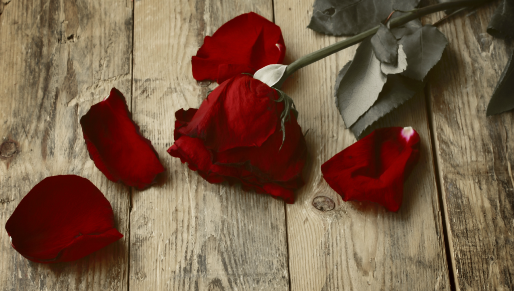 Empresa de biotecnologia cria rosa que não murcha