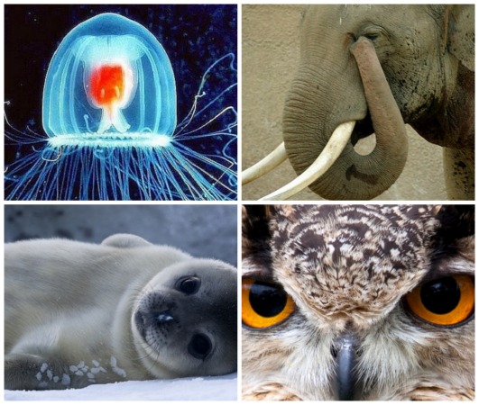 Eles têm poderes que muitos super-heróis invejariam. Veja 10 animais que são capazes de fazer coisas incríveis.