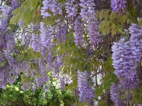 WISTERIA <BR> WISTERIA <BR>