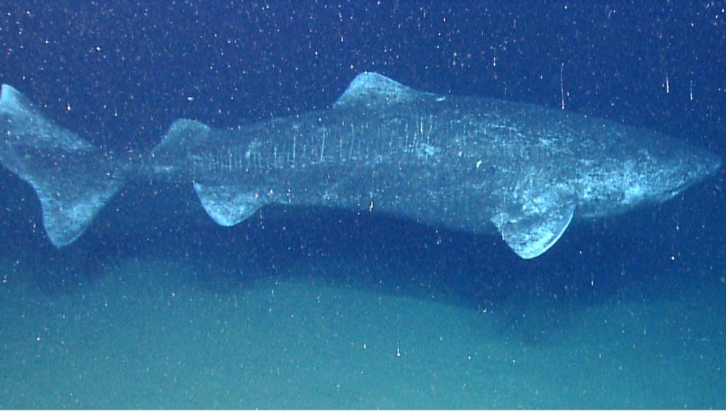 Esse tubarão pode viver até 400 anos – e sabemos disso graças à bomba atômica