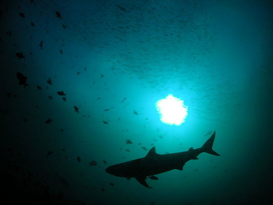 Tubar&otilde;es s&atilde;o os animais mais temidos do oceano. O medo &eacute;, em parte, justific&aacute;vel. Afinal, aquelas mand&iacute;bulas enormes e afiadas causam mesmo um frio na espinha. Cerca de 100 ataques de tubar&otilde;es a humanos ocorrem todos os anos. Um ter&ccedil;o deles &eacute; do tubar&atilde;o branco.
