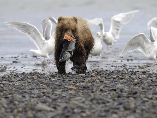 Apesar da apar&ecirc;ncia de bichinho de pel&uacute;cia, ficar perto de um urso pode ser a &uacute;ltima coisa que voc&ecirc; vai fazer na vida. Com uma for&ccedil;a incr&iacute;vel, estra&ccedil;alhar o corpo humano n&atilde;o &eacute; dif&iacute;cil para esses animais. Algumas esp&eacute;cies s&atilde;o capazes at&eacute; mesmo de devorar animais enormes, como elefantes. A fera &eacute; respons&aacute;vel por matar cerca de dez pessoas por ano, mas o aquecimento global tem aumentado a frequ&ecirc;ncia desses ataques.