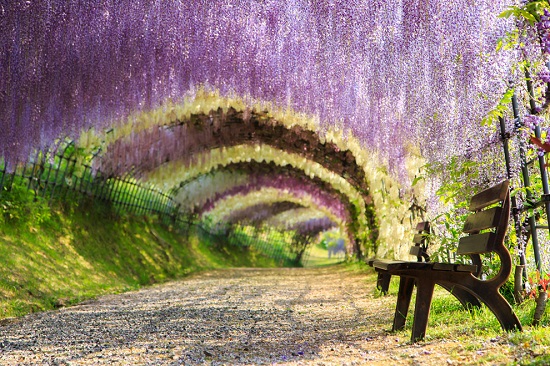 Tochigi, cidade de 80 mil habitantes do Japão, é famosa por esse cenário espetacular: o Túnel Wisteria.