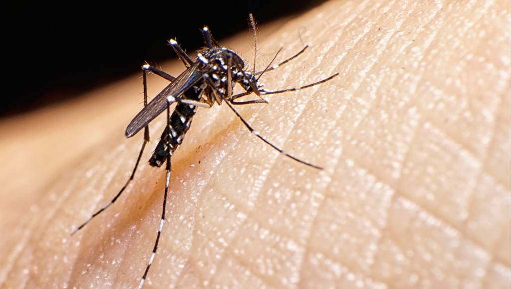 É mais fácil levar uma bala perdida na Olimpíada do que pegar zika