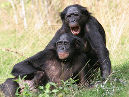 TESTE: Que animal representa sua vida sexual?