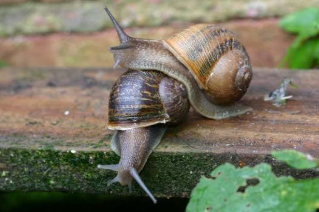 Caracol