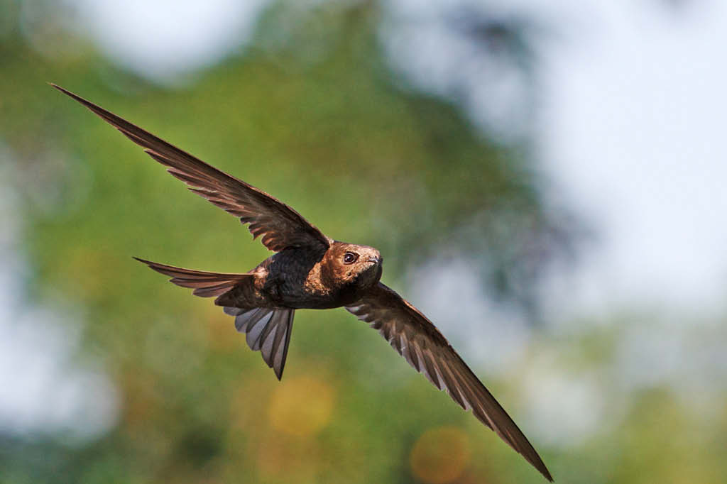 Este pássaro consegue voar 10 meses sem tocar o chão