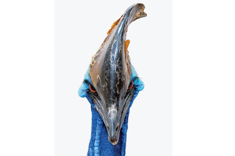 Apesar dos cientistas acharem que existem mais semelhan&ccedil;as entre r&eacute;pteis e dinossauros, &eacute; dif&iacute;cil olhar para essa foto de um Casuar-do-sul e n&atilde;o lembrar de seres jur&aacute;ssicos. &nbsp;A compara&ccedil;&atilde;o n&atilde;o &eacute; &agrave; toa, a ave, nativa da Austr&aacute;lia e da Indon&eacute;sia, &eacute; uma das maiores do mundo, podendo medir 190 cm e chegar a pesar 85 kg.