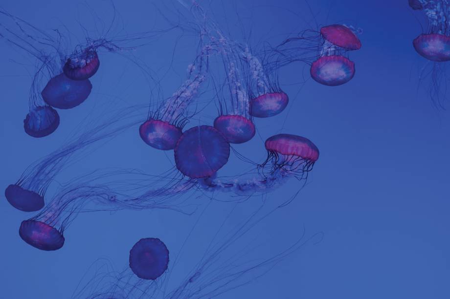 Os cientistas acreditam que as medusas podem ter sido os primeiros animais a desenvolverem &oacute;rg&atilde;os e a conseguirem nadar com fluidez ao inv&eacute;s de flutuarem na &aacute;gua.