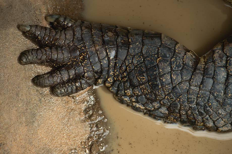 Esta pata de cinco dedos pertence ao Crocodilo de &aacute;gua salgada. Ele &eacute; um dos maiores r&eacute;pteis presentes na natureza. E sim, no caso desses crocodilos, tamanho &eacute; documento &ndash; s&atilde;o muito perigosos, suas presas podem ser desde pequenos anf&iacute;bios at&eacute; animais de grande porte como b&uacute;falos e macacos.