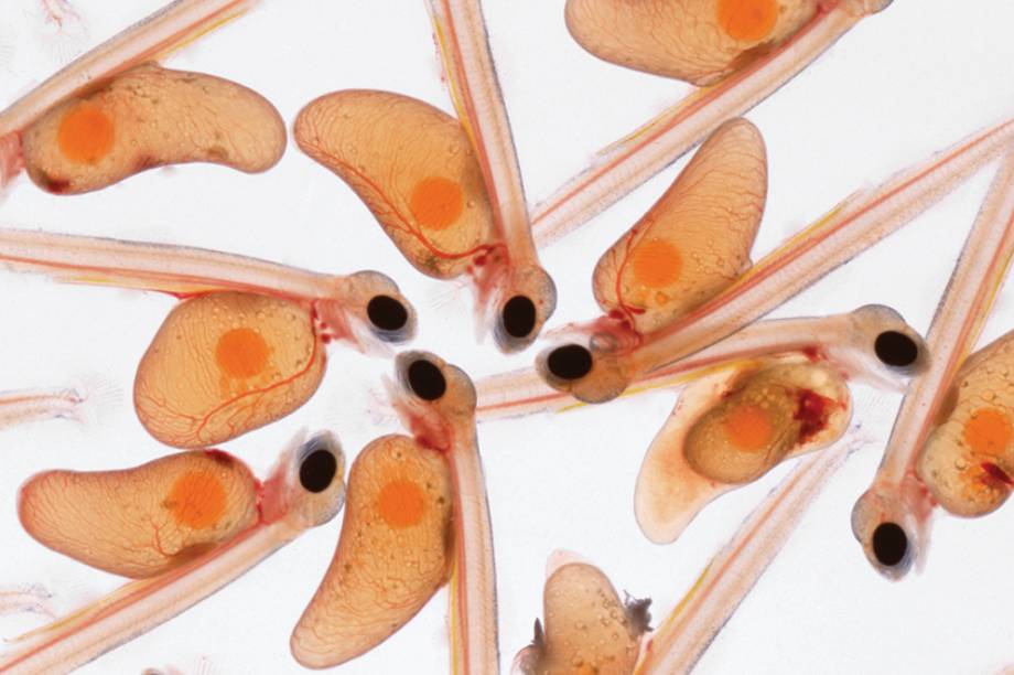 <span>O salm&atilde;o &eacute; um peixe que perdura ao longo dos anos na natureza pelo n&uacute;mero de ovos que cada f&ecirc;mea &eacute; capaz de colocar &ndash; 35 mil ao mesmo tempo. Na foto, &eacute; poss&iacute;vel observar alevinos da esp&eacute;cie.</span>