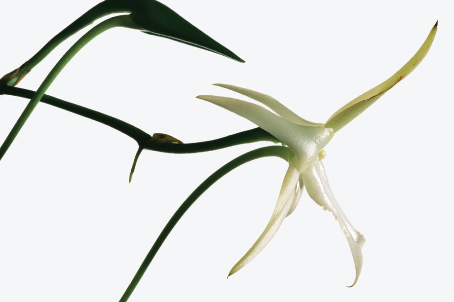 Foi a partir da orqu&iacute;dea <i>Angraecum sesquipedale </i>que Charles Darwin criou a hip&oacute;tese de que a flor teria que ser polinizada por um inseto com um &ldquo;focinho&rdquo; muito maior que os que existiam na ilha de Madagascar, de onde a planta &eacute; nativa. O inseto, at&eacute; ent&atilde;o desconhecido, s&oacute; foi descoberto depois da morte de Darwin. Essa hist&oacute;ria sobre a polinizadora misteriosa &eacute; uma das mais famosas da teoria da evolu&ccedil;&atilde;o.