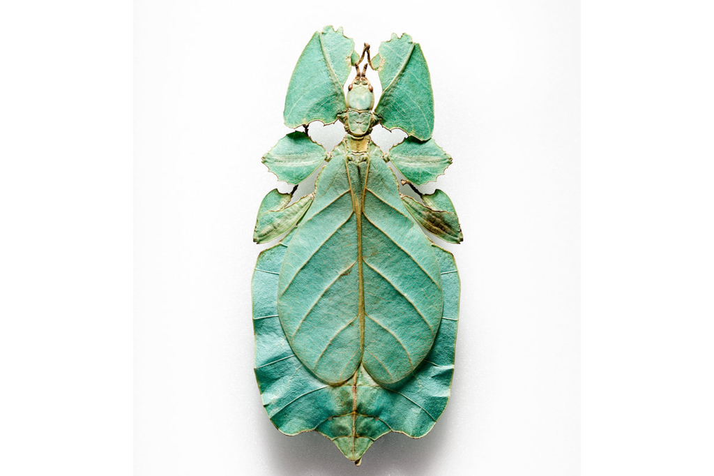 10 fotos sobre evolução que parecem feitas no microscópio