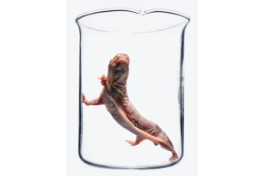 O que um Rato-toupeira-pelado e uma abelha tem em comum? Aparentemente nada, mas ambos s&atilde;o animais que vivem em col&ocirc;nia. Al&eacute;m do aspecto asqueroso, este roedor chama a aten&ccedil;&atilde;o dos cientistas por ter desenvolvido uma muta&ccedil;&atilde;o gen&eacute;tica que produz a&ccedil;&uacute;cares capazes de impedir o crescimento das c&eacute;lulas cancerosas em seu organismo. Por causa dessa muta&ccedil;&atilde;o, um Rato-toupeira-pelado pode ultrapassar os 30 anos de vida.
