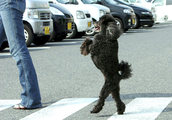 cachorro-atravessando-rua2