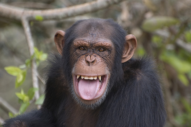 Chimpanzee smiling