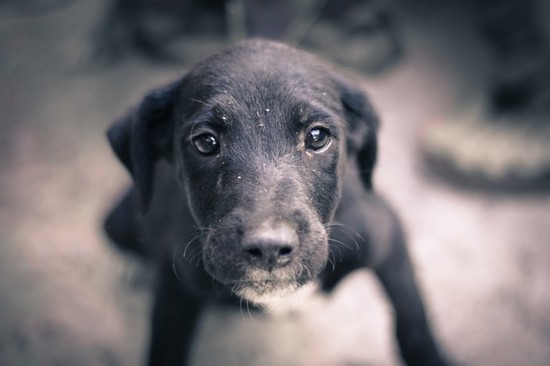 dog-245352_640 (1)
