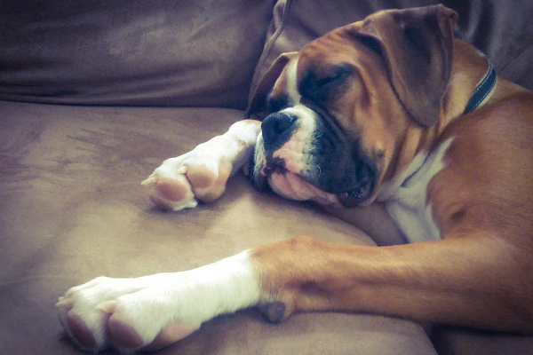 Como sonham os cachorros