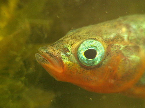 gasterosteus-aculeatus-masculino-cerebro-peixe