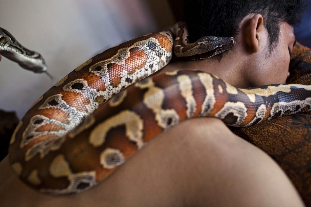 Reflexology Spa Uses Pythons To Massage Clients