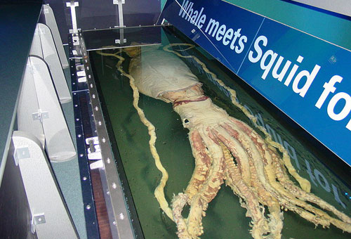 giant-squid-melbourne-museum-lula-gigante