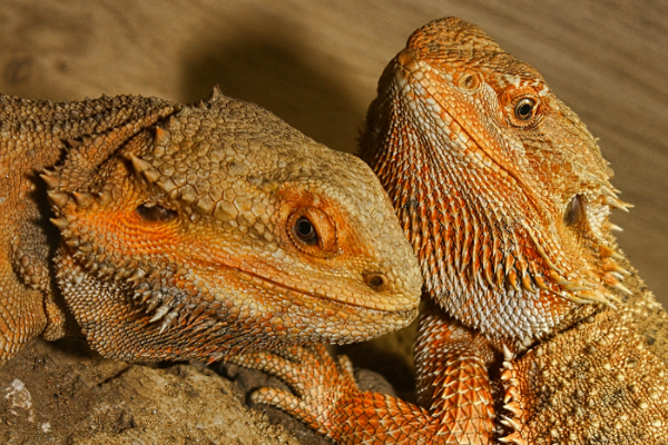 Mudanças climáticas mudam sexo de lagartos