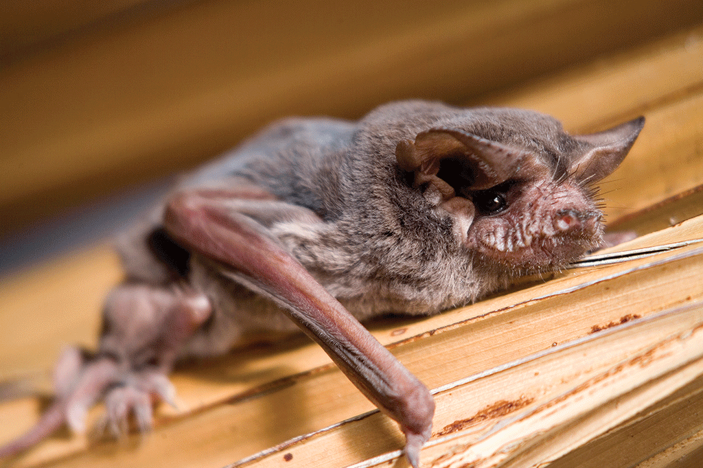 O animal mais rápido do mundo é do Brasil