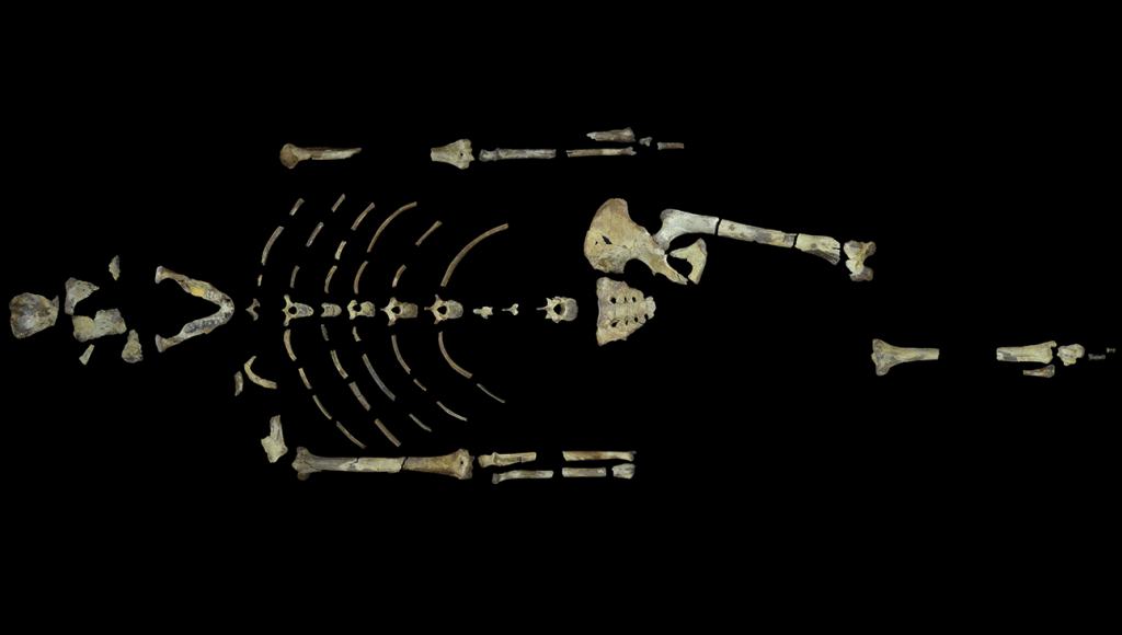 Lucy, o mais famoso ancestral humano, morreu caindo de uma árvore